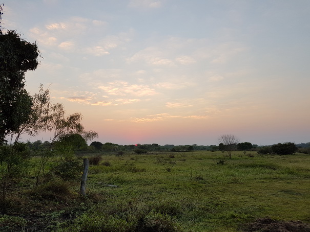 pantanal-sundowner