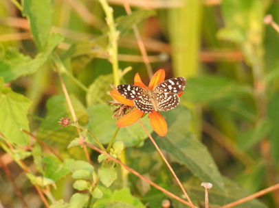 papilotte Schmetterling 