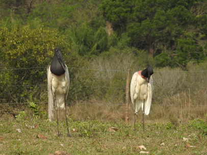 Jabiru Tuiuiu Storch wie Marabu in Africa 