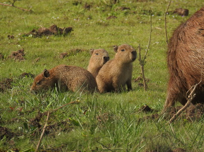 Wasserschwein Capybara