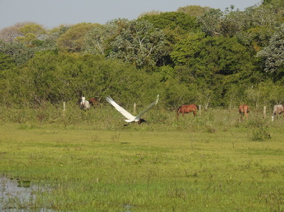 Jabiru Tuiuiui Storch wie Marabu in Africa 
