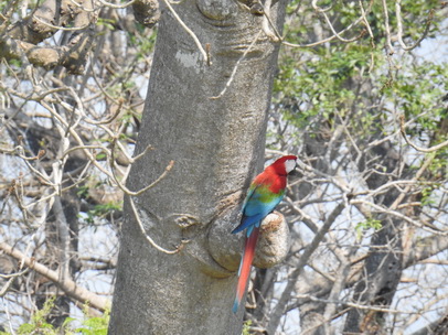 Macaw  Red-and-green-Macaw   Rotflügelara