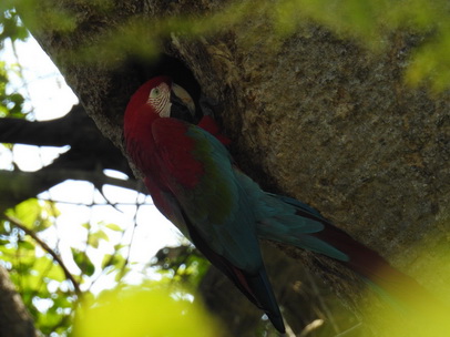 Macaw  Red-and-green-Macaw   Rotflügelara