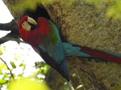   Macaw  Red-and-green-Macaw  Macaw  Red-and-green-Macaw  