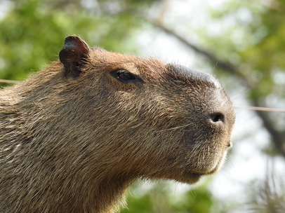 Wasserschwein CapybaraWasserschwein Capybara