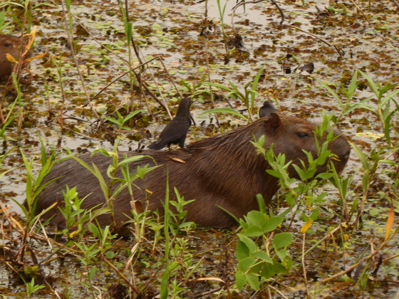Wasserschwein CapybaraWasserschwein Capybara  