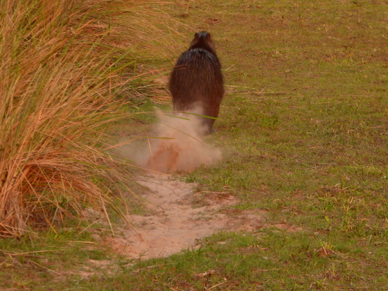Wasserschwein CapybaraWasserschwein Capybara