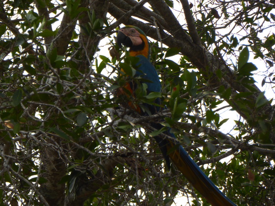 blue-and-yellow-macaw
