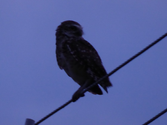 Savannah Eule Greifvogel Borrowing Owl 