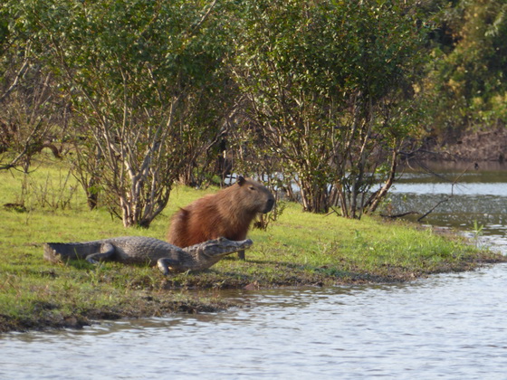Wasserschwein Capybara + Jacare 