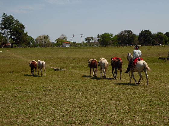 Barra Mansa Lodge Horses 