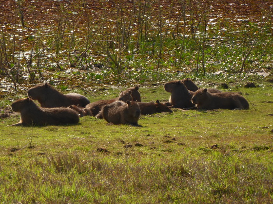 Wasserschwein Capybara Family