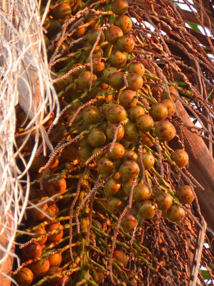 palmfrüchte