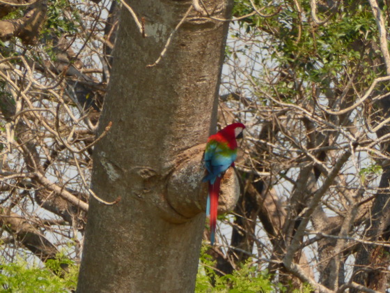   Macaw  Red-and-green-Macaw  Macaw  Red-and-green-Macaw  