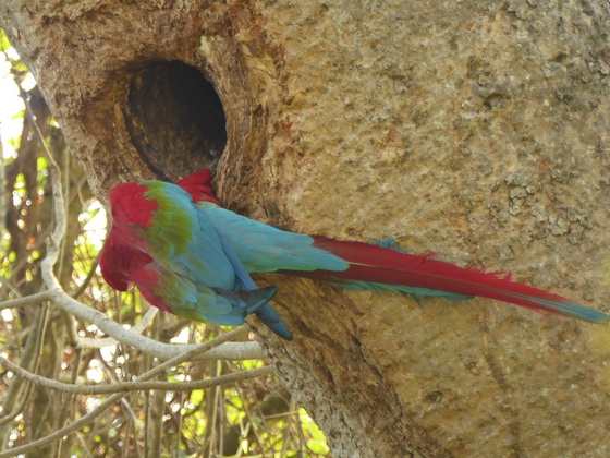   Macaw  Red-and-green-Macaw  Macaw  Red-and-green-Macaw  