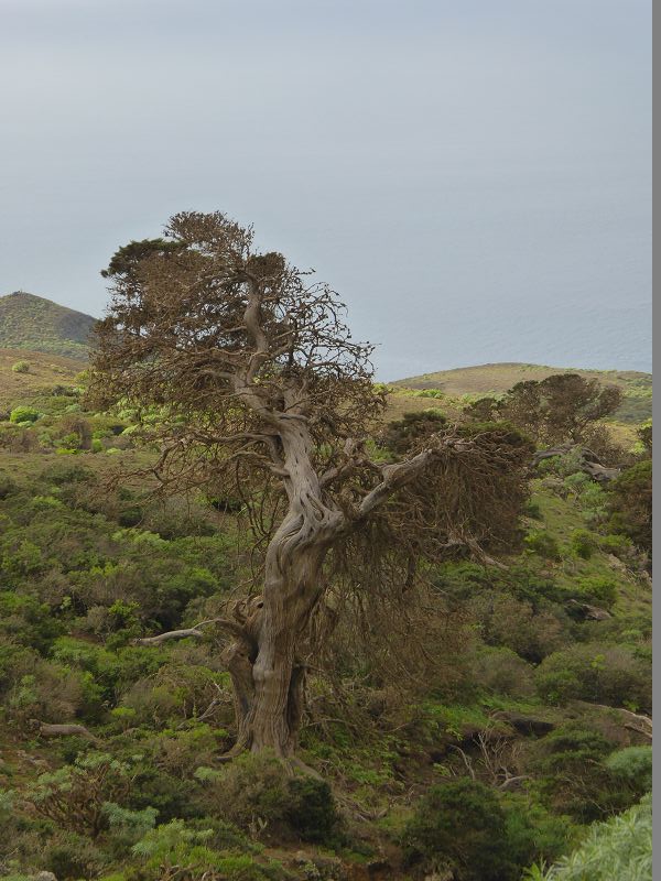 Sabinosa Wacholderwald von El Sabinar windgeformte Wachholderbäume