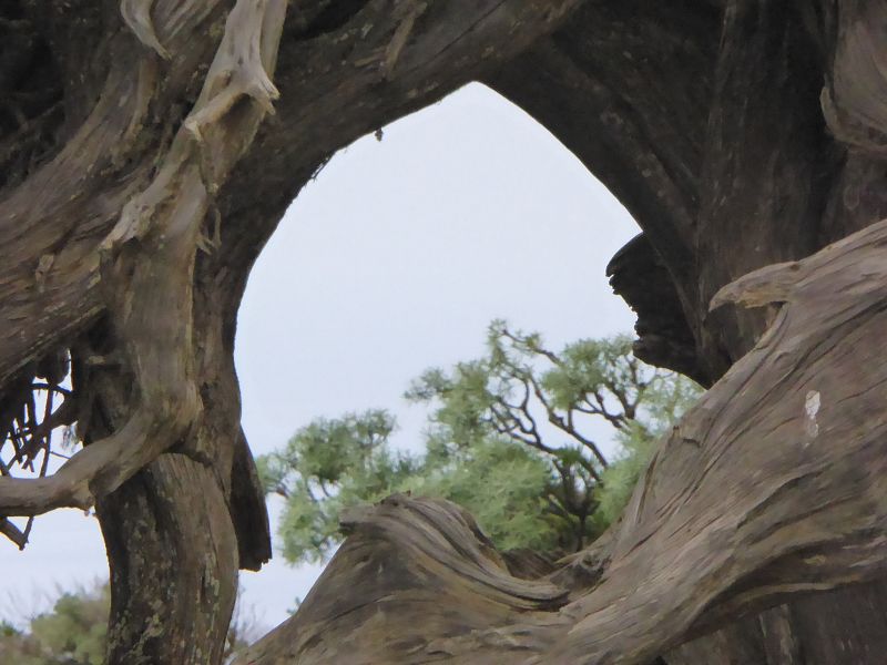 Sabinosa Wacholderwald von El Sabinar windgeformte Wachholderbäume