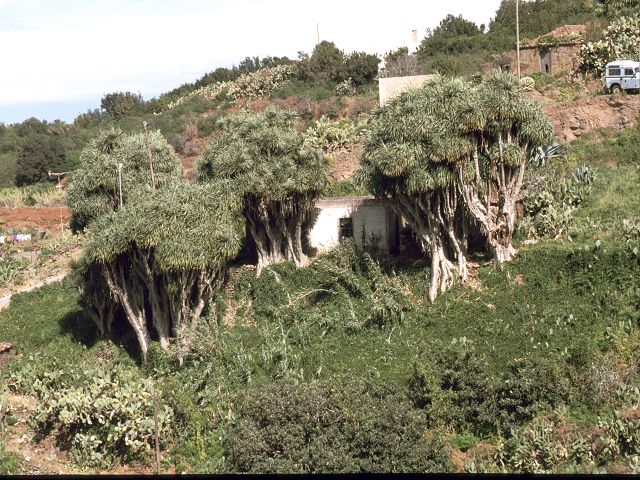 La Palma  Drachenbäume El Pinar 