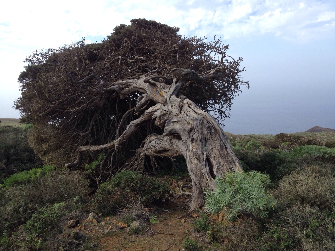 wachholderbaum El Hierro