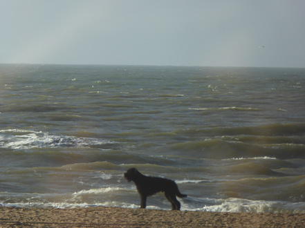 Scheveningen Beach 2016  Surfvorstehhund 