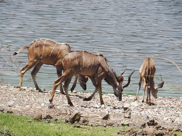 Greater kudus of lake Bogoria.