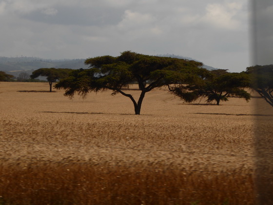    Masai Mara Nairobi Barabara  Masai Mara Nairobi Barabara 