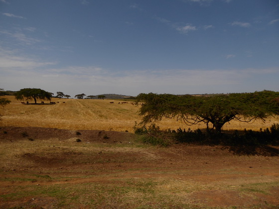    Masai Mara Nairobi Barabara  Masai Mara Nairobi Barabara 