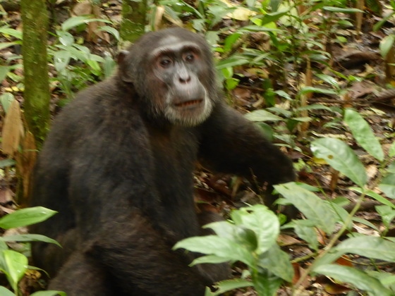 Chimp Tracking Kibale Forest 