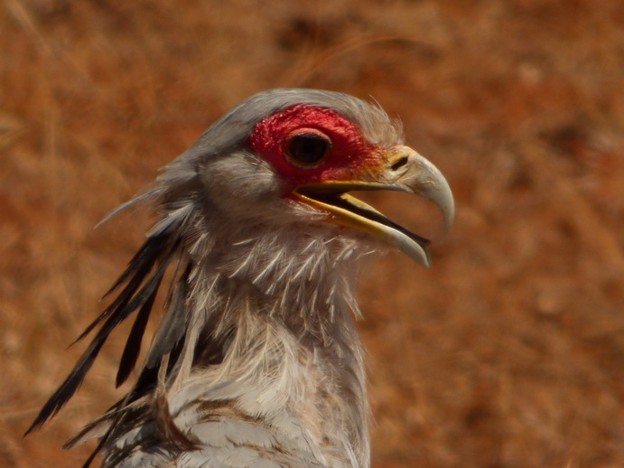 Samburu Nationalpark  Secrtary Bird