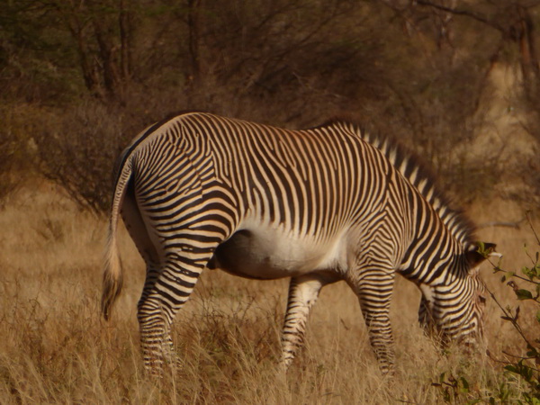  Grevy Zebra