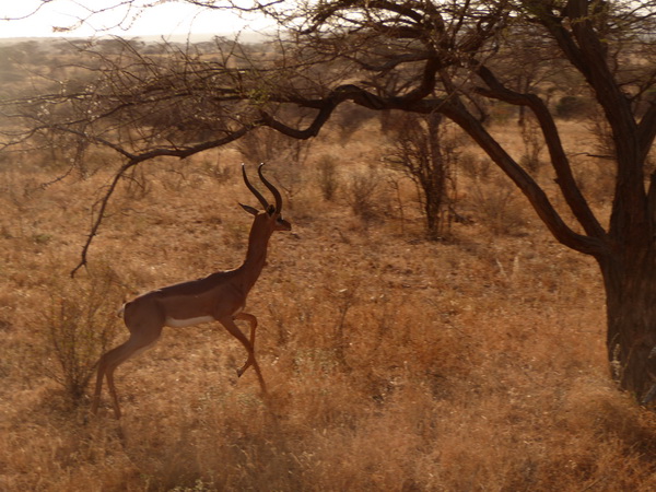 Samburu Nationalpark Gerenuk