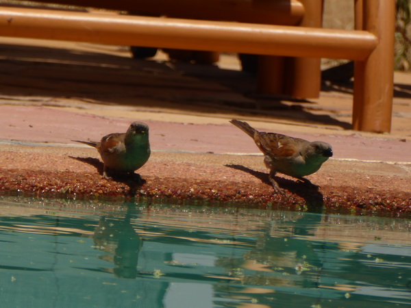 birds on the pool