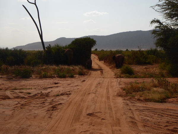 Samburu Nationalpark Tembo