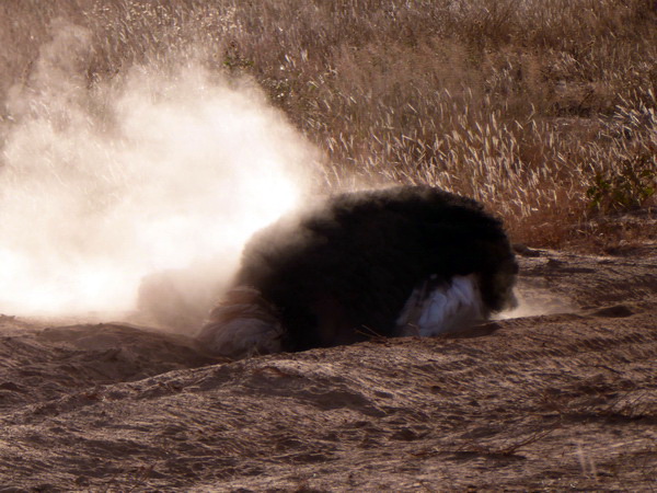 Samburu Nationalpark somali ostrich dust bathing