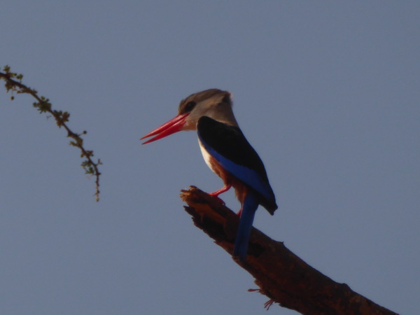 Samburu Nationalpark Malachite Kingfisher