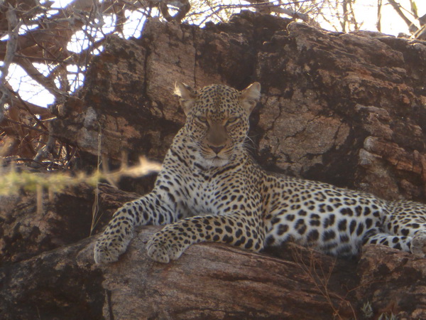   Samburu Nationalpark Chui Leopard LepardSamburu Nationalpark Chui Leopard Lepard