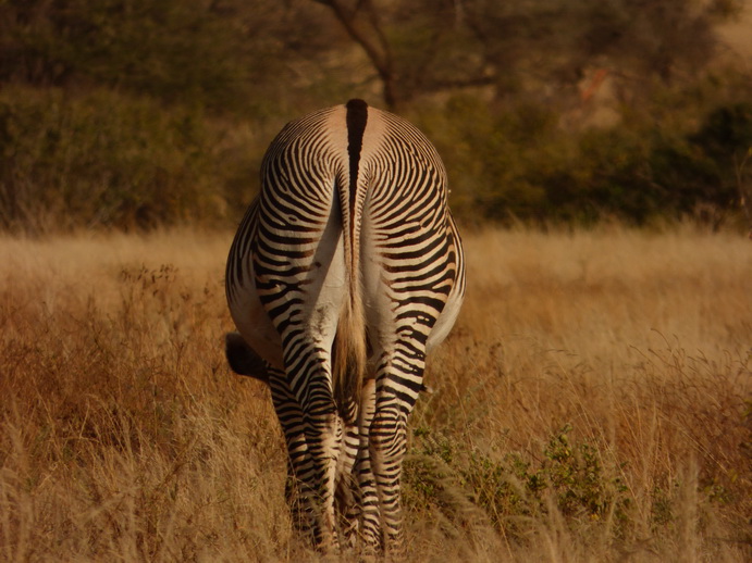 Samburu Nationalpark Grevy Zebra