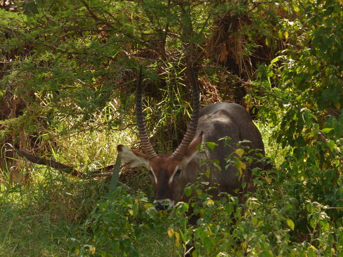 Samburu Nationalpark Waterbock
