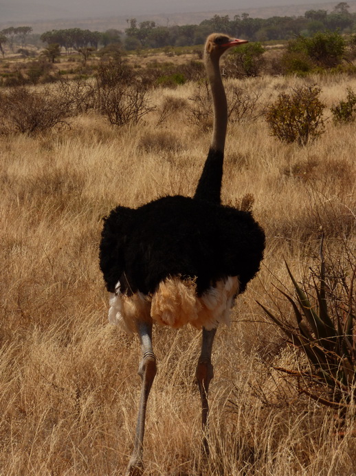 somali ostrich dust bathing
