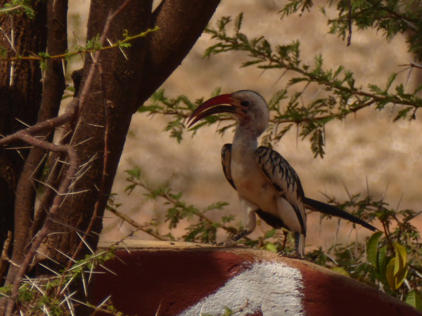 Samburu Nationalpark Toko