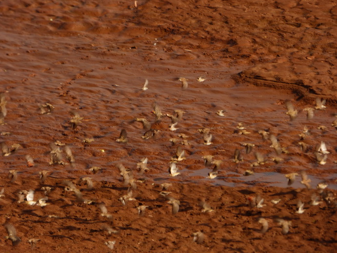 Samburu Nationalpark frankolin