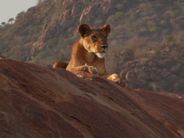 Samburu Nationalpark Samburu Nationalpark Simba Lioness