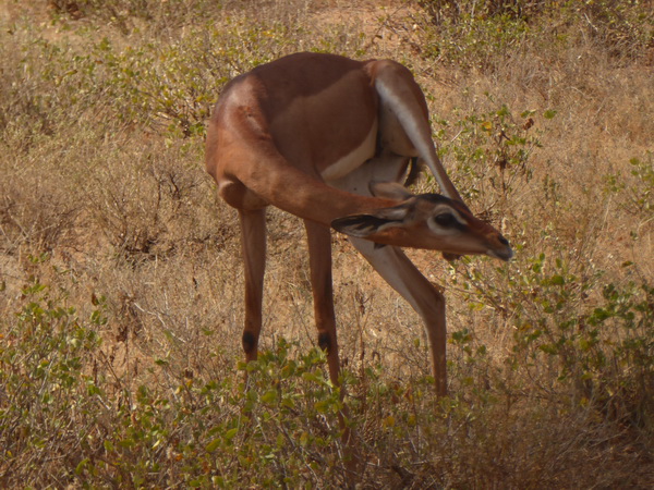 Samburu Nationalpark Gerenuk