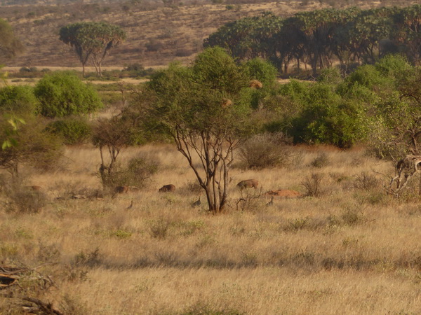 Samburu Nationalpark Simba starting to hunt