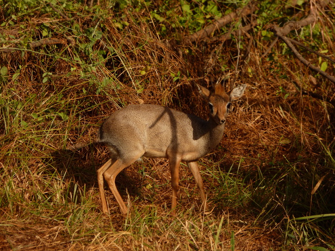 Samburu Nationalpark DIKDIK