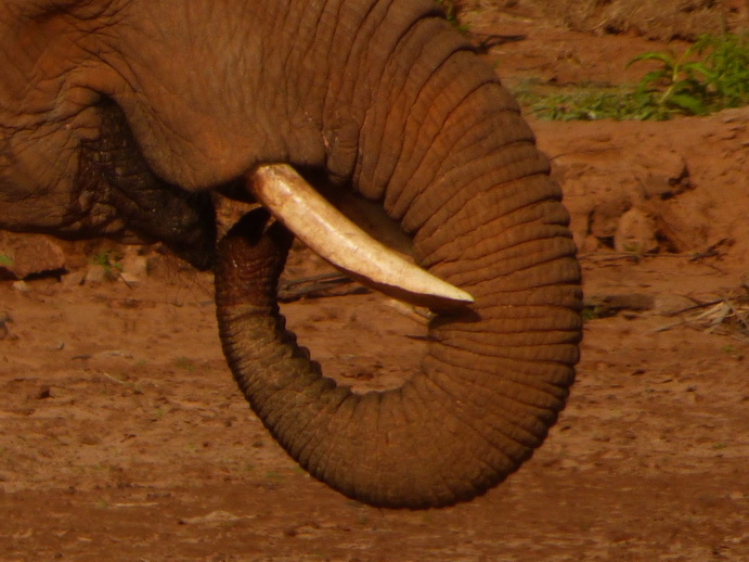 Samburu Nationalpark Tembo drinking