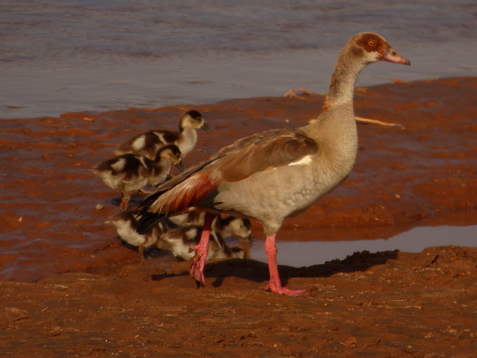 Samburu Nationalpark egyptien goose