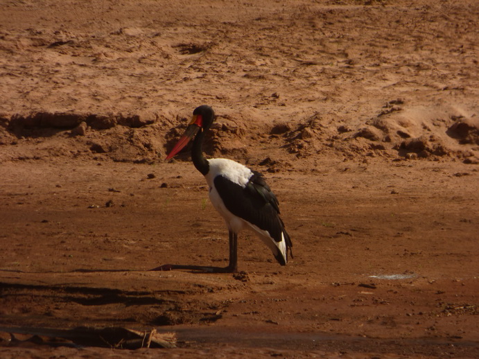 Samburu Nationalpark sattelstorch 