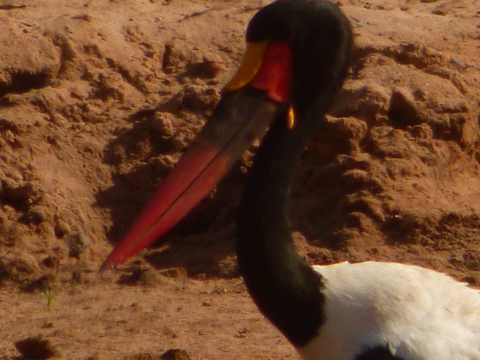 Samburu Nationalpark sattelstorch 