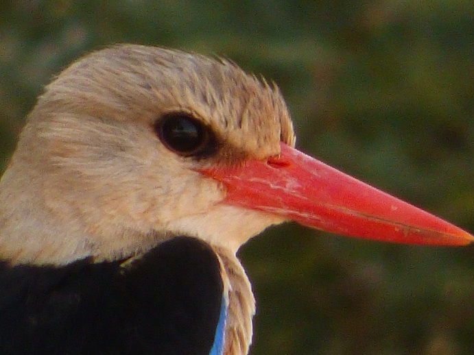   Samburu Nationalpark Braun liest KingfisherSamburu Nationalpark Samburu Nationalpark Braun liest Kingfisher